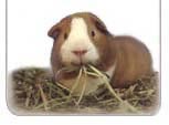 Guinea Pig graphic of Buddy munching on hay