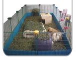 Guinea Pig C&C cage graphic