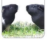 Guinea Pig Sharing graphic