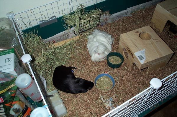 How to Clean your Guinea Pig Cage - Cleaning Tips