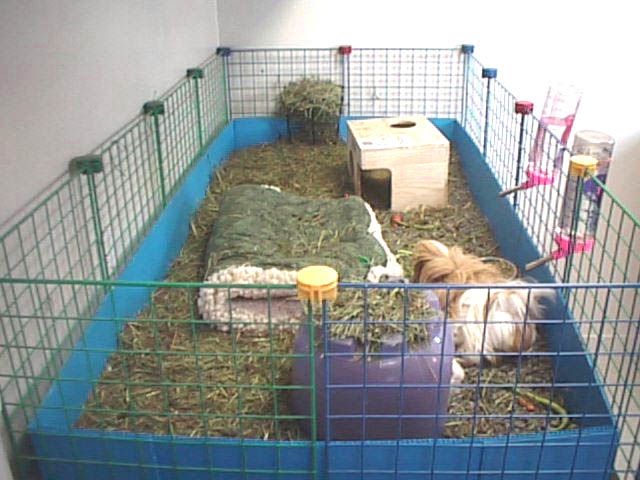 Cubes and Coroplast for C&C Cages for Guinea Pigs