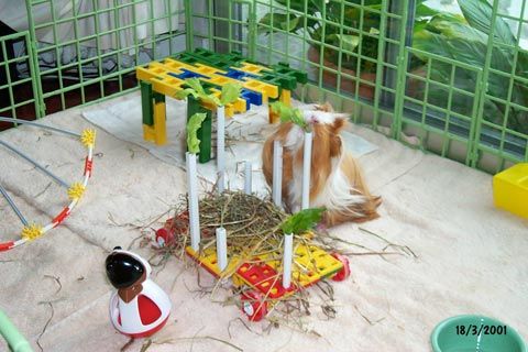 Guinea Pig Toys And Play